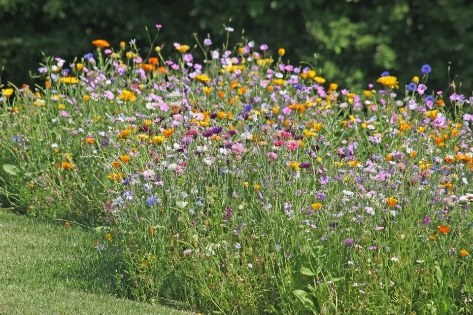 Am besten Wildblumenwiese anlegen für Bienen