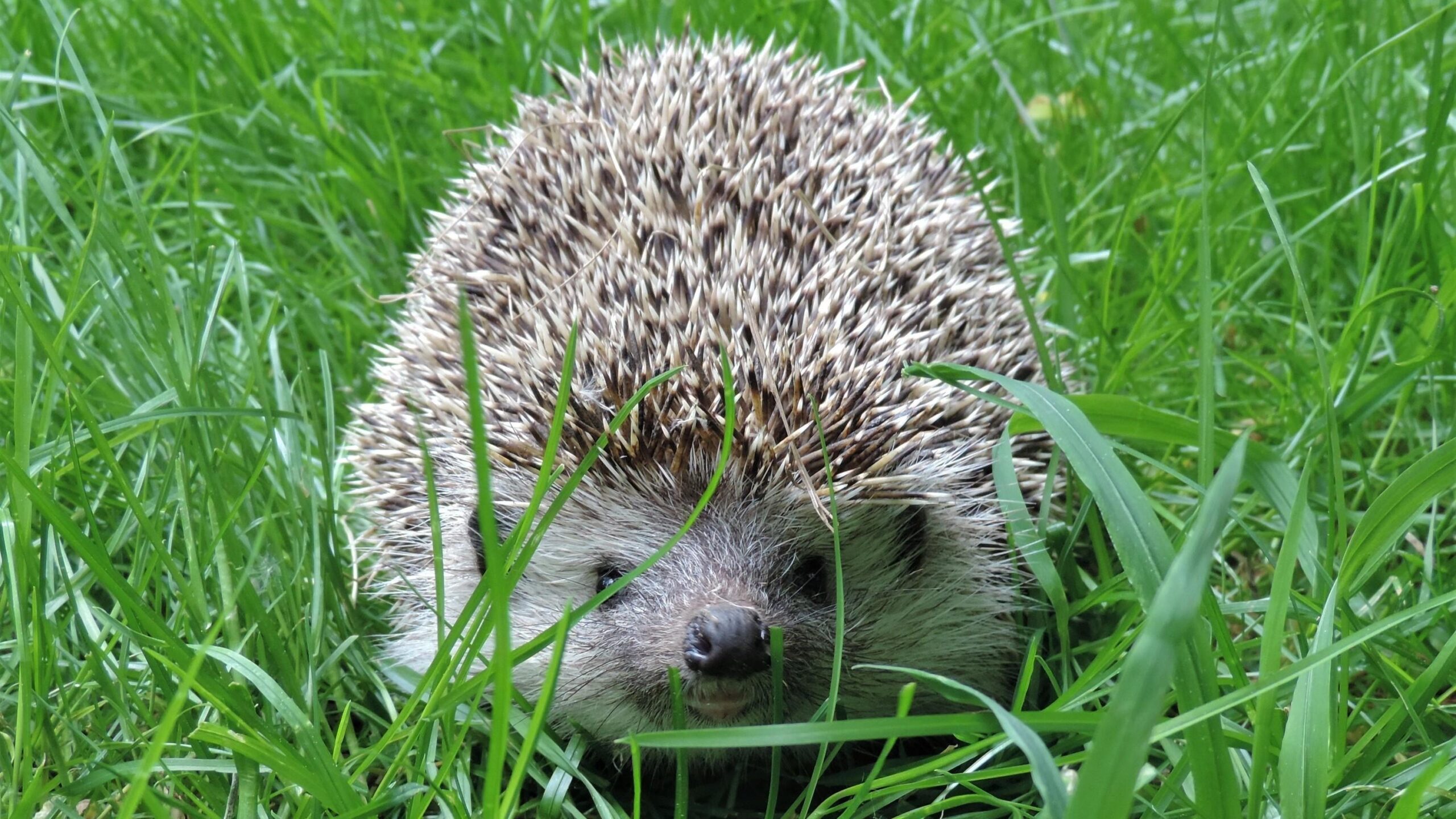 am besten igel unterstützen garten