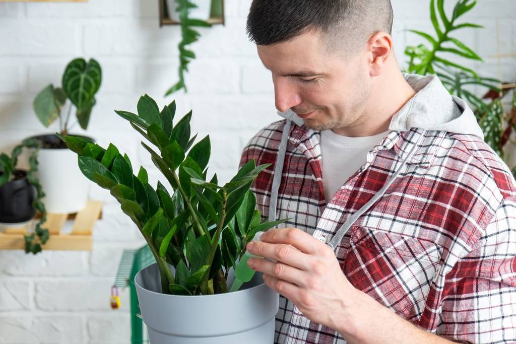 Am besten Zimmerpflanzen pflegen für Anfänger