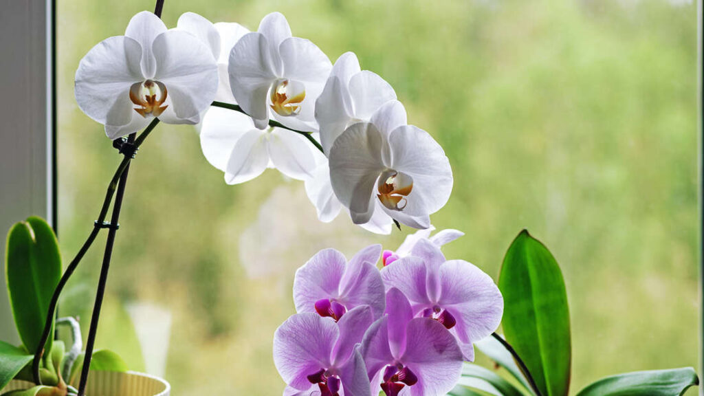 Am besten Orchideen pflegen Blüte